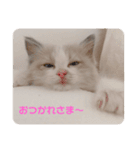 ぴえんメル（個別スタンプ：3）