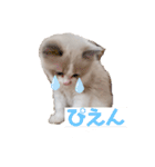 ぴえんメル（個別スタンプ：6）