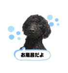 ぽむの日常（個別スタンプ：21）