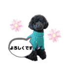 ぽむの日常（個別スタンプ：24）