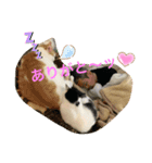 トラチワちゃん♪☆☆（個別スタンプ：1）