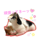 トラチワちゃん♪☆☆（個別スタンプ：2）