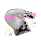 トラチワちゃん♪☆☆（個別スタンプ：5）