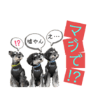 シュナウザー(ととくくオクトパル2)（個別スタンプ：2）