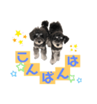 シュナウザー(ととくくオクトパル2)（個別スタンプ：3）