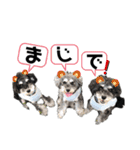 シュナウザー(ととくくオクトパル2)（個別スタンプ：8）