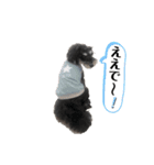 シュナウザー(ととくくオクトパル2)（個別スタンプ：12）