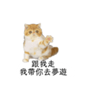 星からの猫スターマンマップ（個別スタンプ：3）
