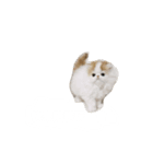 星からの猫スターマンマップ（個別スタンプ：6）