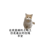星からの猫スターマンマップ（個別スタンプ：9）