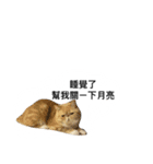 星からの猫スターマンマップ（個別スタンプ：10）
