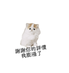 星からの猫スターマンマップ（個別スタンプ：11）