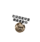 星からの猫スターマンマップ（個別スタンプ：14）