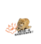 星からの猫スターマンマップ（個別スタンプ：16）