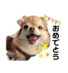 仲良しチワワ大集合！2（個別スタンプ：7）