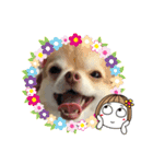 仲良しチワワ大集合！2（個別スタンプ：31）