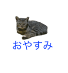 ＄＄（個別スタンプ：4）