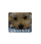 うちのやよちゃん♂ ②（個別スタンプ：8）