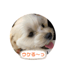 うちのやよちゃん♂ ②（個別スタンプ：15）
