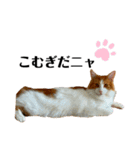 ねこのこむぎ〜気まぐれ編〜（個別スタンプ：1）