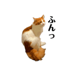 ねこのこむぎ〜気まぐれ編〜（個別スタンプ：4）
