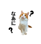 ねこのこむぎ〜気まぐれ編〜（個別スタンプ：6）