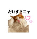 ねこのこむぎ〜気まぐれ編〜（個別スタンプ：7）