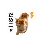 ねこのこむぎ〜気まぐれ編〜（個別スタンプ：9）