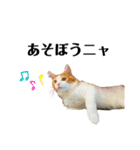 ねこのこむぎ〜気まぐれ編〜（個別スタンプ：10）