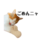 ねこのこむぎ〜気まぐれ編〜（個別スタンプ：12）