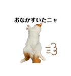 ねこのこむぎ〜気まぐれ編〜（個別スタンプ：13）