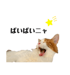 ねこのこむぎ〜気まぐれ編〜（個別スタンプ：16）