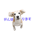 ハマファミリー（個別スタンプ：1）