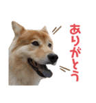 ハマファミリー（個別スタンプ：6）