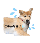 ハマファミリー（個別スタンプ：11）