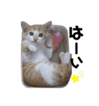 ハマファミリー（個別スタンプ：13）