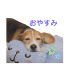 ハマファミリー（個別スタンプ：15）