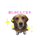 ハマファミリー（個別スタンプ：24）