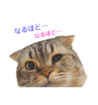 ハマファミリー（個別スタンプ：33）