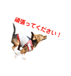 ハマファミリー（個別スタンプ：36）