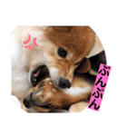 ハマファミリー（個別スタンプ：37）