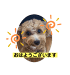 長崎弁をしゃべるわんこpart4（個別スタンプ：1）