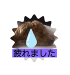 長崎弁をしゃべるわんこpart4（個別スタンプ：2）