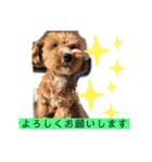 長崎弁をしゃべるわんこpart4（個別スタンプ：4）