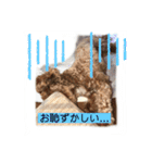 長崎弁をしゃべるわんこpart4（個別スタンプ：5）