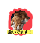 長崎弁をしゃべるわんこpart4（個別スタンプ：6）
