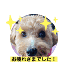 長崎弁をしゃべるわんこpart4（個別スタンプ：7）