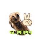 長崎弁をしゃべるわんこpart4（個別スタンプ：8）
