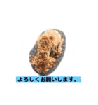 長崎弁をしゃべるわんこpart4（個別スタンプ：9）