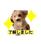 長崎弁をしゃべるわんこpart4（個別スタンプ：10）